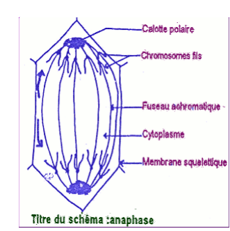 anaphase