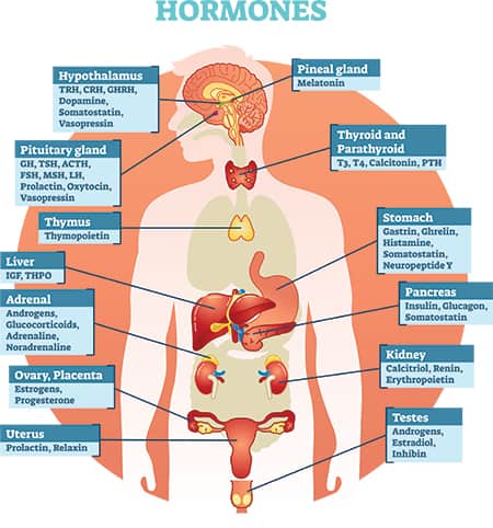 How Do Hormonal Imbalances Affect Our Health?