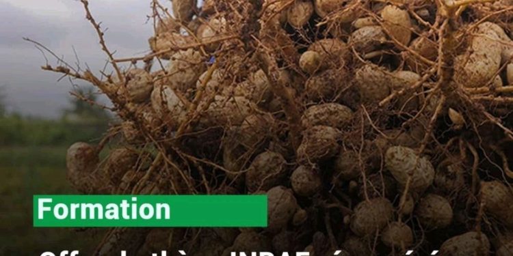Appel à Candidatures : Thèse Doctorale sur l’Impact des Variétés d’Arachides sur la Qualité Nutritionnelle